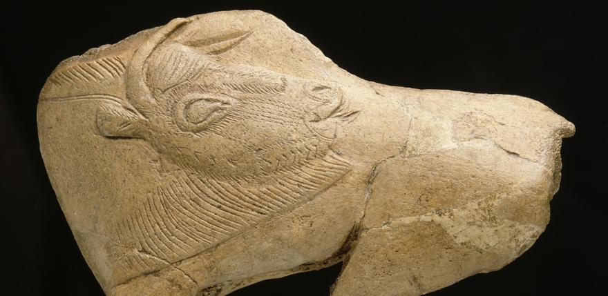 Bison se léchant,  abri de La Madeleine (site) (origine)